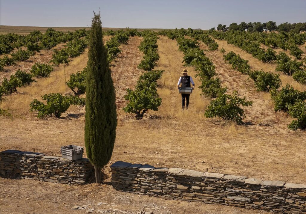 Ossian Vides y Vinos